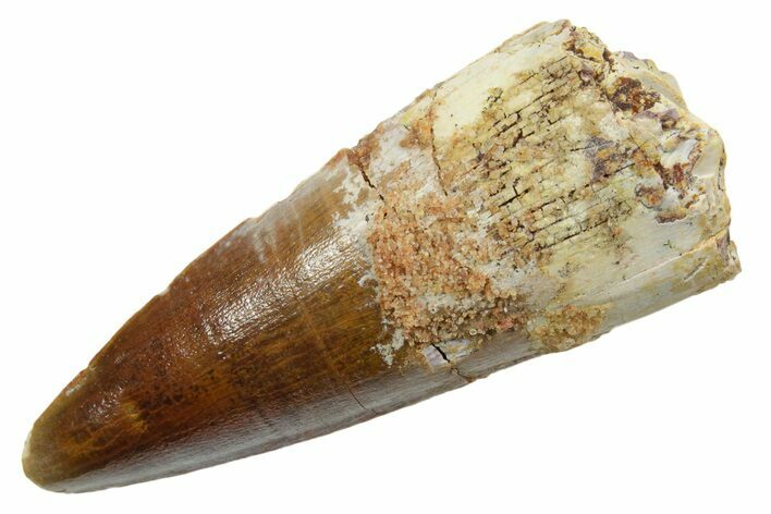 Fossil Spinosaurus Tooth - Real Dinosaur Tooth #349770